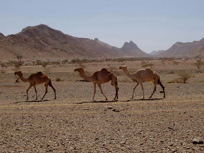 Camels and marble ridges in Eritrea