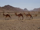 Camels and marble ridges at Okreb, Eritrea